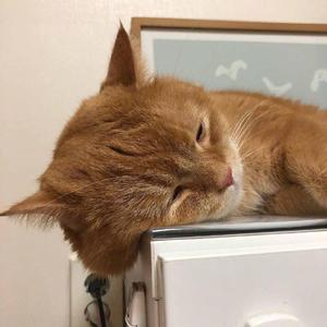 马和儿子操逼的
